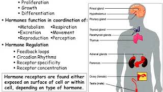 Lec1 Endocrinology [upl. by Ike102]