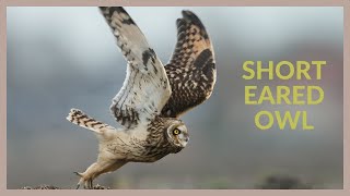 Short eared owl call  Asio flammeus [upl. by Ednihek]