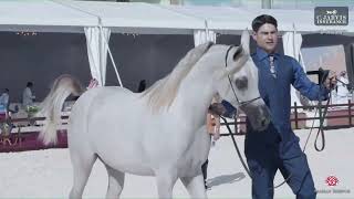 N 10 WARD AL ZAYED Hail International Arabian Horse Show 2024 Yearling Fillies Class 1A [upl. by Youlton]