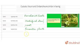 Cussuta Viscum and Orobanche are similar in having [upl. by Okiruy]