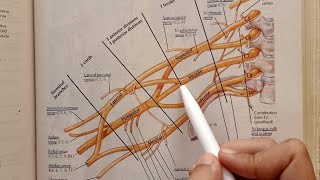 Brachial Plexus Easy [upl. by Notyap]