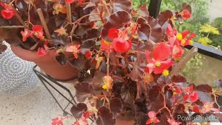 5 simple steps to save your Begonias in Summers for next season [upl. by Snapp]