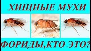 Хищные Мухи Паразиты Фориды Кто Это Flies Phoridae in Ukraine [upl. by Alodee]