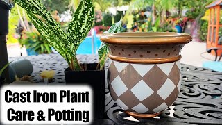 Cast Iron Plant Care amp Potting  Aspidistra Easy Houseplant [upl. by Sirovaj]