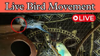 🔴 Live Bird Movement।। Budgies Bird Live Movement।। bird budgies [upl. by Ainotal]