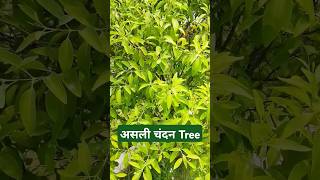 very beautiful Chandan Tree God tree nice smileनही देखा तो देख लो भोले का चंदन पेड़ jagoindia [upl. by Coretta]