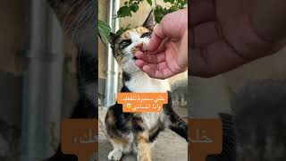 تتوقعوا تسامحني؟💔🤕 cat قطط اكسبلور قطتي [upl. by Yeldud]