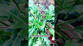 Plant names shorts ytshortsindia youtubeshorts missroop gardening [upl. by Ahsilef]