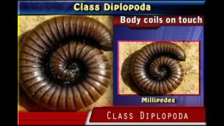 Class DIPLOPODA [upl. by Oiled]