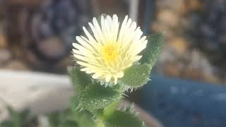 DELOSPERMA ECHINATUM  LINDA FLOR SHORTS [upl. by Lanette]