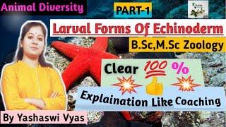 Forms Of Echinodermata LarvaPart1Larva Of EchinodermsBscMScZoology [upl. by Lawton714]