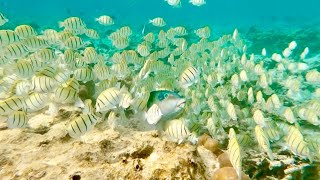 Vilamendhoo Maldives Snorkel House Reef Final Part [upl. by Esele557]