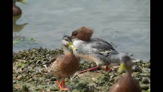 Goosander in the harbour at Titchfield Haven 31072024 [upl. by Archie]