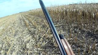 South Dakota Pheasant Hunting\Garden Hills [upl. by Callida]