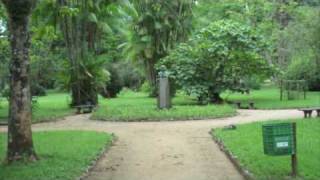 Rio de Janeiro Botanical Garden Jardim Botânico Tour [upl. by Llecrup]