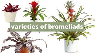 Varieties of bromeliads  different types of bromeliads with pictures [upl. by Jacinda]