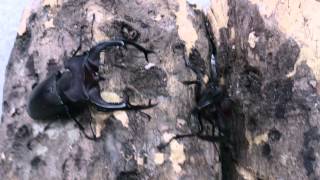 Lucanus cervs judaicus fighting [upl. by Heddi]