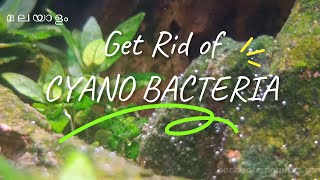 How to get rid of Cyano Bacteria  Blue Green Algae in Aquariums All about Cyano Bacteria Malayalam [upl. by Asenab]