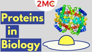 Proteins  Biological Molecules Simplified 2 [upl. by Fredrick551]