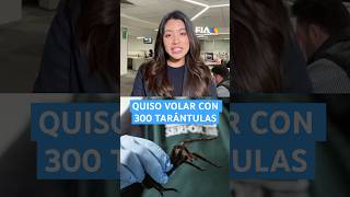 Un hombre intentó tomar un vuelo con 400 tarántulas más de 100 cienpiés y hormigas bala [upl. by Luebke]