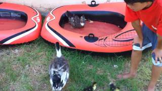 Ducks and Ducklings in Israel [upl. by Regine194]