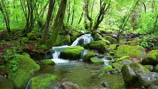 Pleasant Sounds of Forest Stream and Birds Singing ASMR [upl. by Eloken]