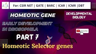 Part 7 Homeotic Selector Gene in Drosophila csirnet ushayadav developmentalbiology [upl. by Yecak]