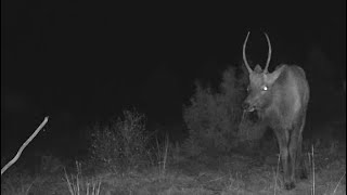 Colorado Elk Spike Feeds At Night [upl. by Alcine]