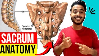 sacrum anatomy  anatomy of sacrum bone  sacrum features and attachments [upl. by Aserehs551]