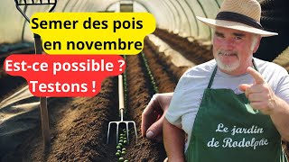 Peuton récolter des pois en Normandie avec un semis de novembre [upl. by Hadihsar713]