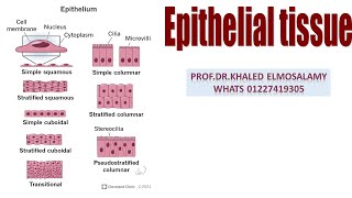 Simple squamous epithelium histology [upl. by Neelsaj108]