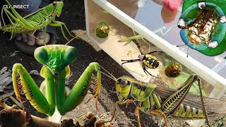 Different types insect ‼️ catch mantisprugsbeetle Caterpillar ladybugs golden spider [upl. by Akiria790]