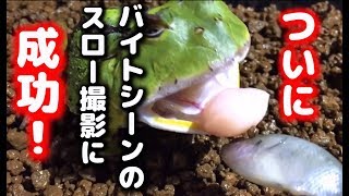 【よもぎさん】 アマゾンツノガエル 給餌 ブルーギル スロー撮影チャレンジ 【Ceratophrys cornuta】 [upl. by Nomolos]