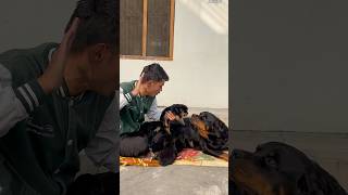 Mother Rottweiler Protecting puppies 🚨suddenly reaction⚠️rottweiler shorts motherlove security [upl. by Sauder]