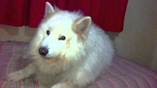 Laylo  Samoyedo aullando [upl. by Anitreb]