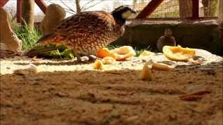 Colin de Virginia Bobwhite Quail comiendo tenebrios y cortejando [upl. by Rramel217]