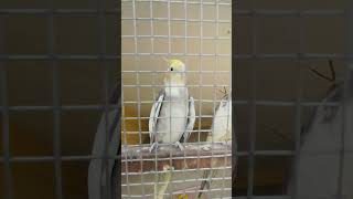 Parkatha parkathabirds birdslover bird bestyoutubeshorts treandingshort tamilshortstamil [upl. by Georgetta]