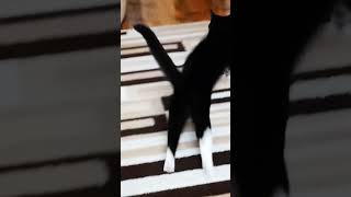 Skidding Neo cat tuxedocat cute tux playing skidding [upl. by Isnan]