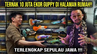 TERNAK 10 JUTA EKOR GUPPY DI DALAM RUMAH TERLENGKAP SEPULAU JAWA  Audreykingofthejungle [upl. by Berna920]