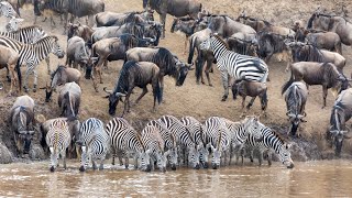 4K African Animals Mount Elgon National Park Kenya [upl. by Idet]