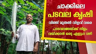 പടവലയ്ങ്ങ കൃഷിയുടെ മുഴുവൻ കാര്യങ്ങളും ഒറ്റ വീഡിയോയിൽ  Padavalanga Krishi  Snake Gourd Cultivation [upl. by Meilen]