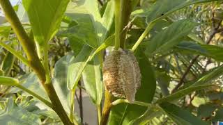 Unexpected find A female mantis and her eggs prayingmantis ootheca [upl. by Morley]