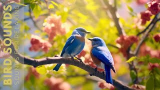 Birds Chirping 24 Hours Birdsong to Relieve Stress and Sleep Better Soothing Sounds of Nature [upl. by Knowle]