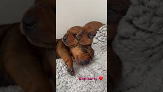 Red Boys ❤️ German Pincher puppies Litter E germanpinscher [upl. by Anila710]