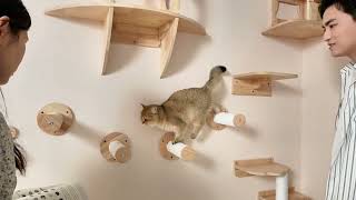 Ultimate DIY Indoor Cat Playground You Cant Miss [upl. by Hagerman3]