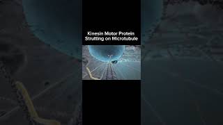 Kinesin Motor Protein Strutting on Microtubule C XVIVO Scientific Animation amp Professor Chimp [upl. by Aja]