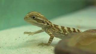 Bartagame Baby Pogona [upl. by Py]