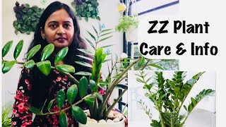 ZZ Plant care amp tips  ZZ plant  How to grow amp care ZZ Plant in telugu  Myself Sailaja [upl. by Anitsyrhk860]