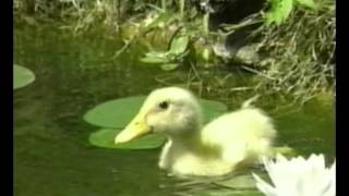 Quacky le canard  chanson enfantinewmv [upl. by Anigue]