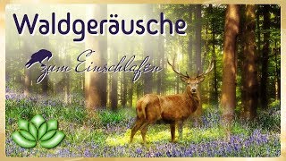 Geräusche zum Einschlafen  Waldgeräusche zur Entspannung [upl. by Ulrika390]